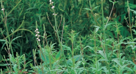 Picture for category Vervain